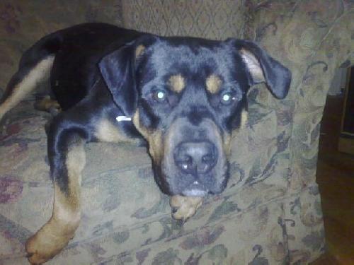 Rocco-ADOPTED 09.18.10