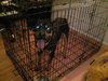Rocco-ADOPTED 09.18.10