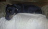 Rocco-ADOPTED 09.18.10