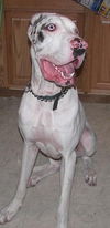 Zeus-ADOPTED-2.14.10
