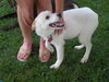 Slee-ADOPTED