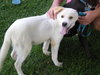 Slee-ADOPTED
