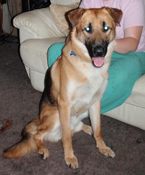 Duke - ADOPTED 08.27.10