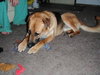 Duke - ADOPTED 08.27.10