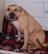 Minnie-ADOPTED-11.17.10
