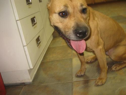 Minnie-ADOPTED-11.17.10