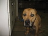 Minnie-ADOPTED-11.17.10
