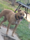 Minnie-ADOPTED-11.17.10