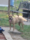 Minnie-ADOPTED-11.17.10