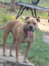 Minnie-ADOPTED-11.17.10