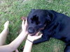 Mr. Brutus-PENDING