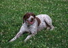 Sophie - ADOPTED 01.15.11