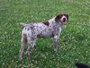 Sophie - ADOPTED 01.15.11