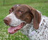 Sophie - ADOPTED 01.15.11