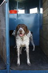 Sophie - ADOPTED 01.15.11