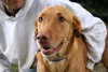 Piper-ADOPTED 01.06.13