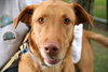 Piper-ADOPTED 01.06.13