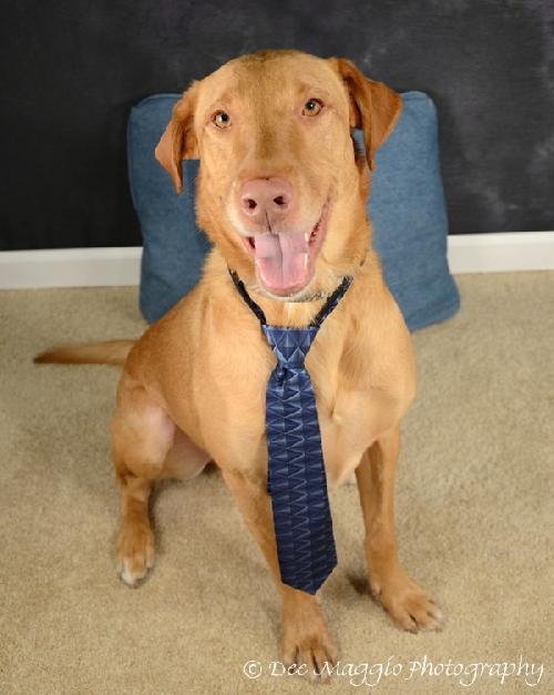 Piper-ADOPTED 01.06.13