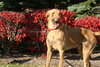 Piper-ADOPTED 01.06.13