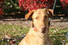 Piper-ADOPTED 01.06.13