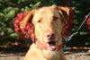 Piper-ADOPTED 01.06.13
