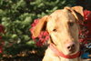 Piper-ADOPTED 01.06.13