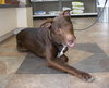 Dooley - ADOPTED 10.15.10