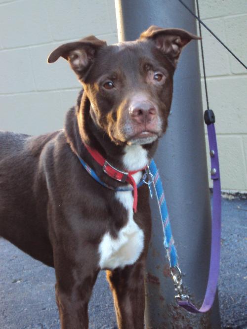 Dooley - ADOPTED 10.15.10