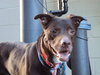 Dooley - ADOPTED 10.15.10