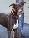 Dooley - ADOPTED 10.15.10