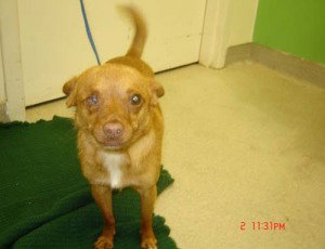 Fritz-ADOPTED