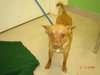 Fritz-ADOPTED