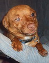 Fritz-ADOPTED
