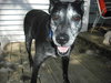 Missy-ADOPTED 3.6.11