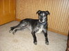 Missy-ADOPTED 3.6.11