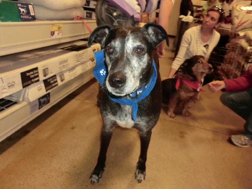 Missy-ADOPTED 3.6.11