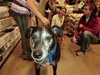 Missy-ADOPTED 3.6.11