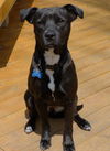 Maddy - ADOPTED 05.06.12