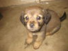 X Litter-Tootie - ADOPTED 09.11.10