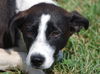 Kattie - ADOPTED 01.11.11