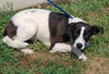 Kattie - ADOPTED 01.11.11