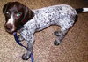 ppp-Arvon-ADOPTED