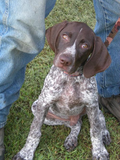 ppp-Arvon-ADOPTED