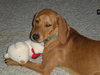 Kizzie-ADOPTED