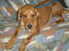 Kizzie-ADOPTED