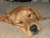 Kizzie-ADOPTED