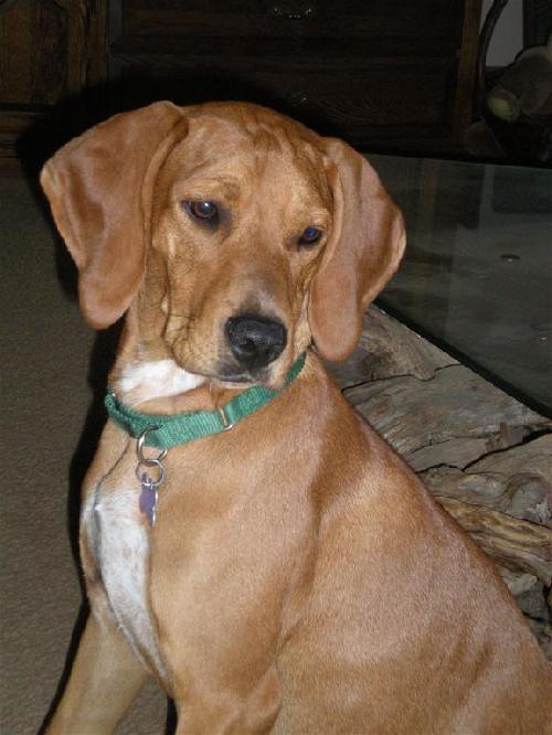 Kizzie-ADOPTED