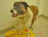 Sisy - ADOPTED 11.11.10