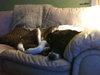 Sisy - ADOPTED 11.11.10