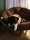 Sisy - ADOPTED 11.11.10